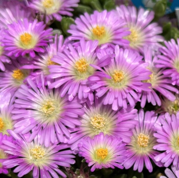 Delosperma Pinky