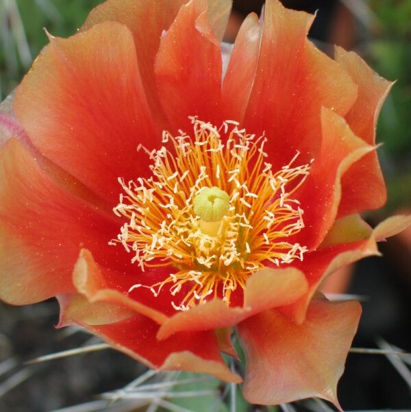 Apricot