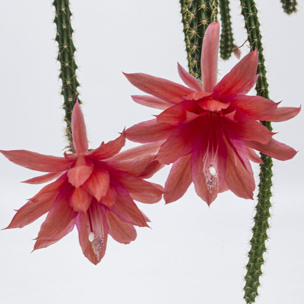 Kaktus Aporophyllum malisonii Bluete1