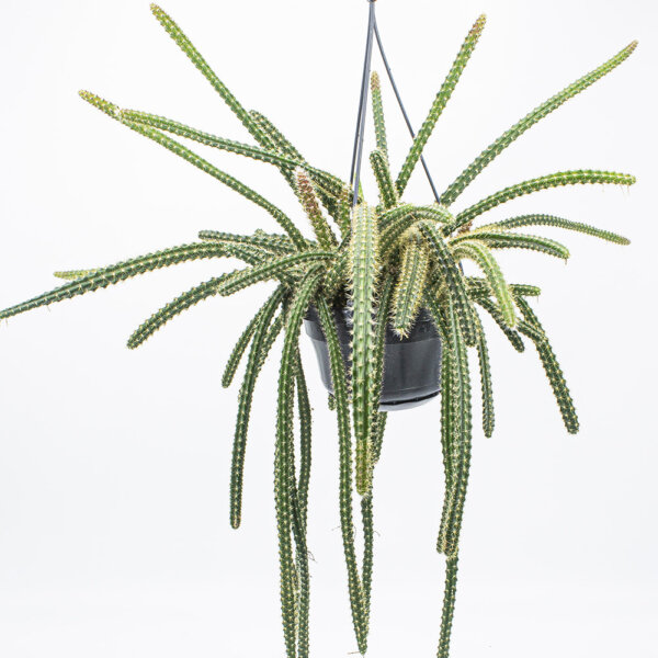 Kaktus Aporophyllum malisonii