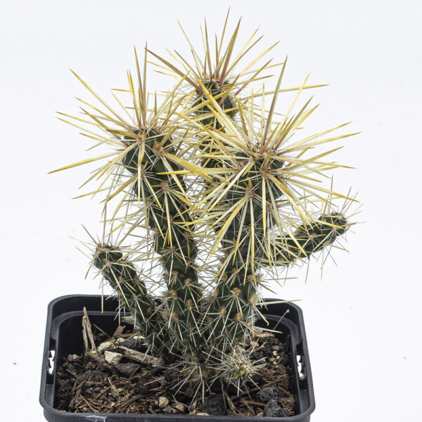 Kaktus Cylindropuntia echinocarpa Mug167