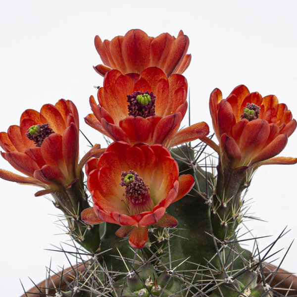 Kaktus Echinocereus coccineus Schale Blume