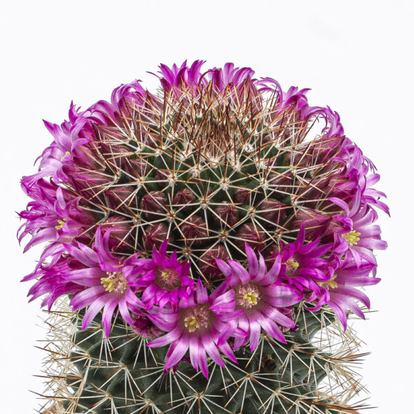 Kaktus Mammillaria ernestii Blume