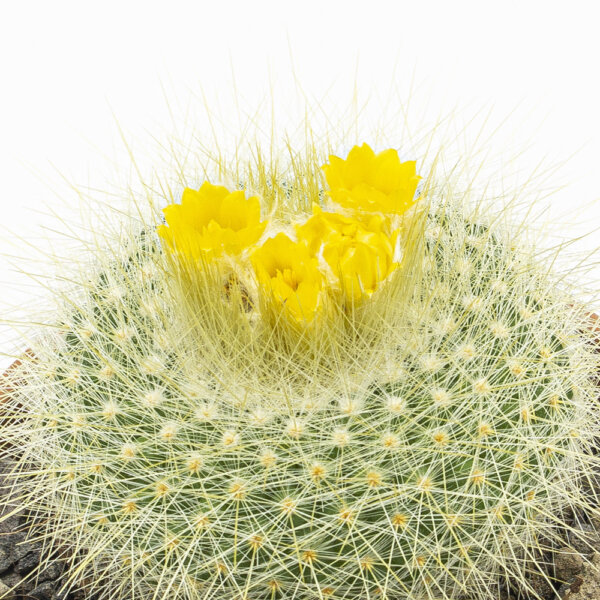 Kaktus Parodia chrysacanthion Bluete