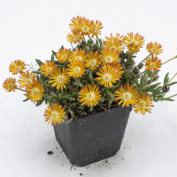 Sukkulente Delosperma Mandarin Blume