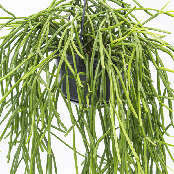 Sukkulente Rhipsalis kirbergii1