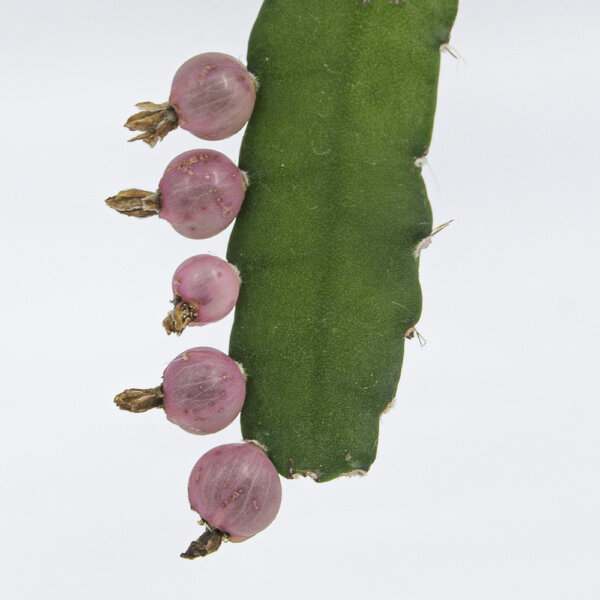 Sukkulente Rhipsalis monacantha Hänger2