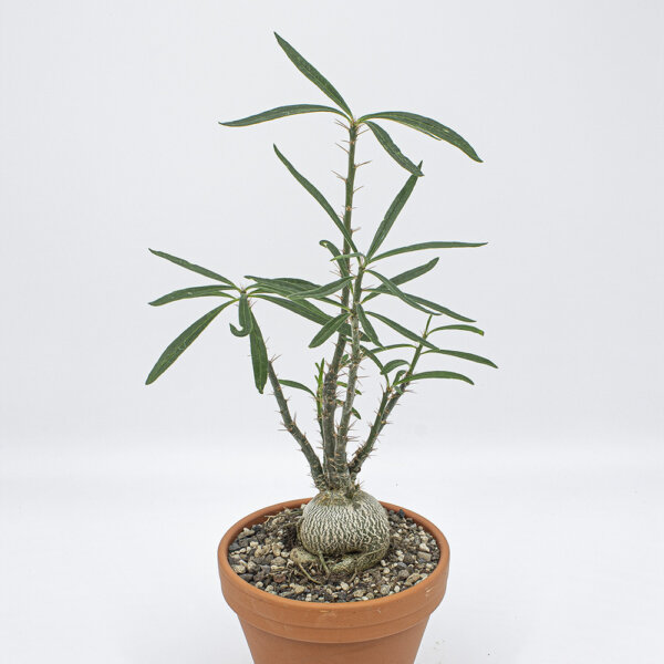 Kakteen Gautschi Pachypodium bispinosum gross