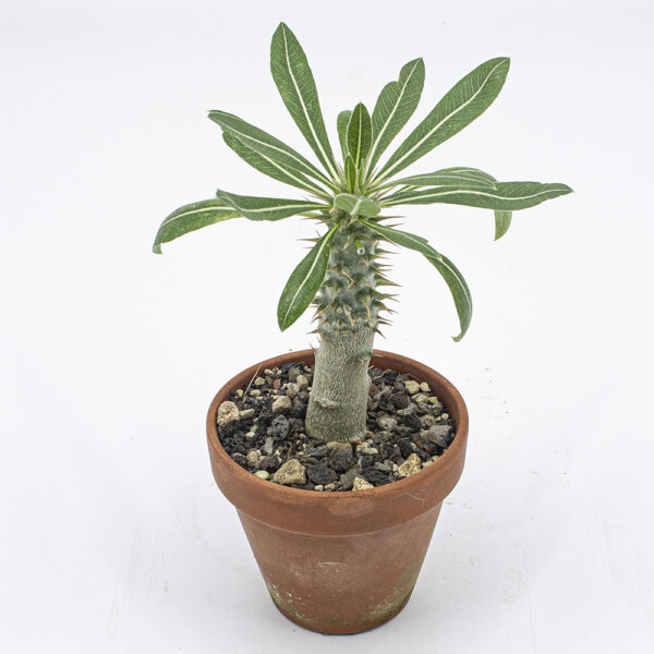Kakteen Gautschi Pachypodium densiflorum