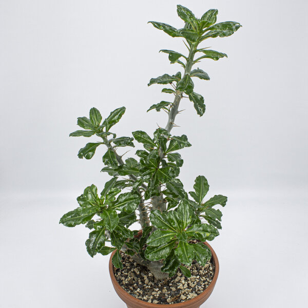 Kakteen Gautschi Pachypodium saundersi