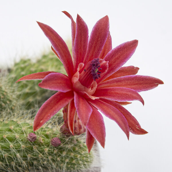 Kaktus Cleistocactus colademononis Blume2